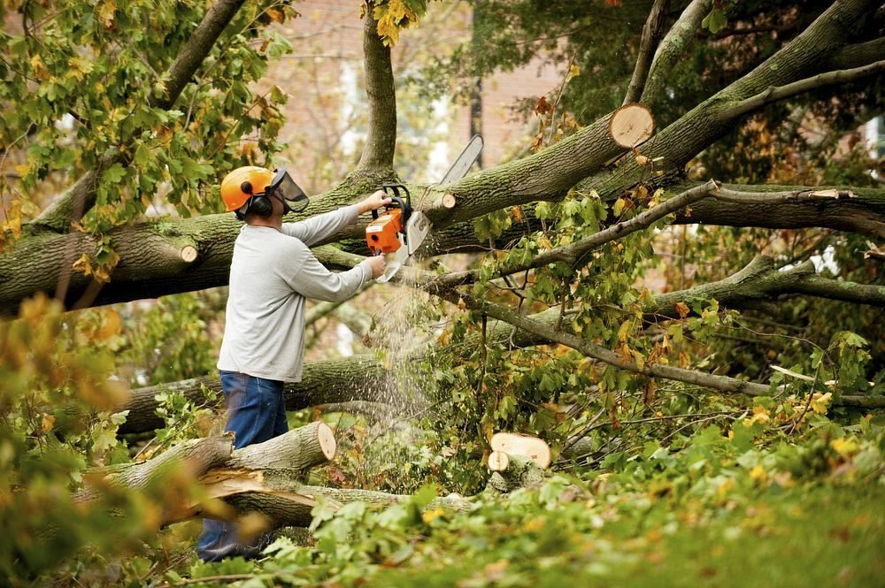 Secure and Safe Emergency Tree Removal Services in Central London